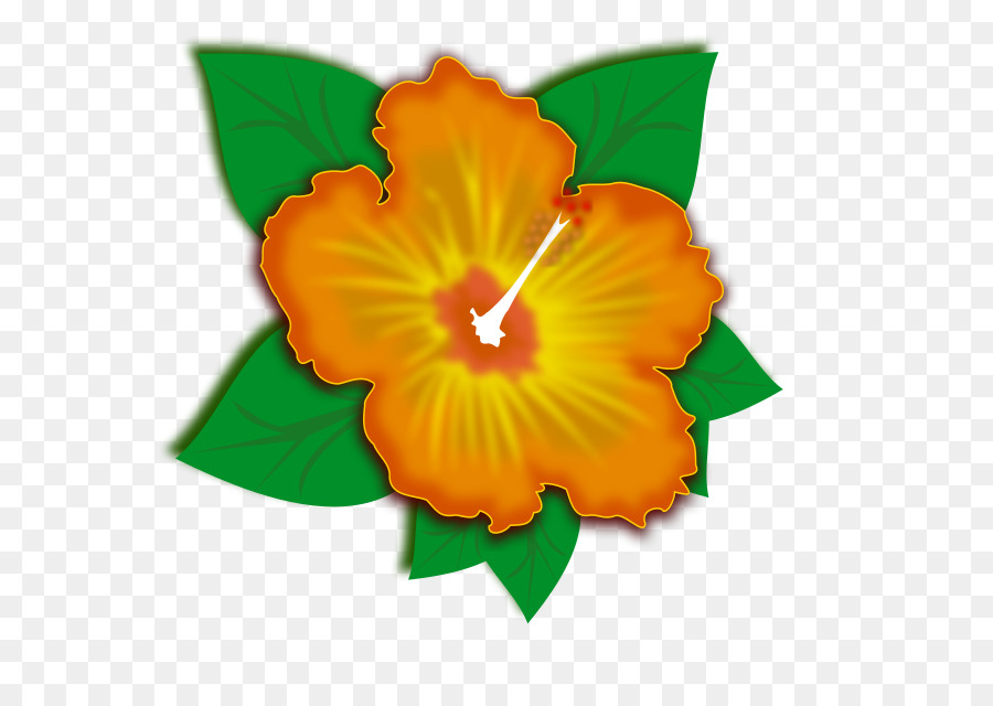 Frontera Flores，Flor PNG