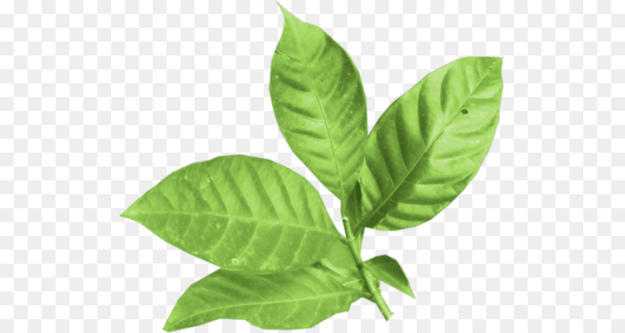 Planta Verde，Hojas PNG