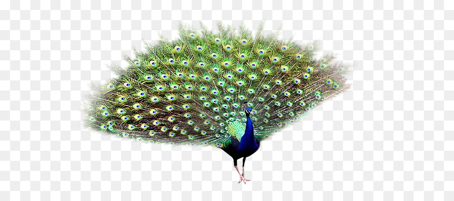 Pavo Real，Pájaro PNG