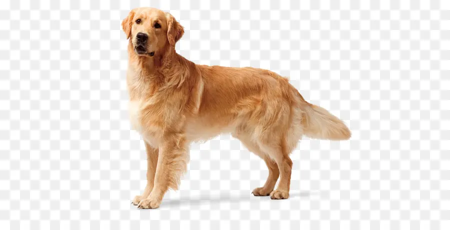 Golden Retriever，Labrador Retriever PNG