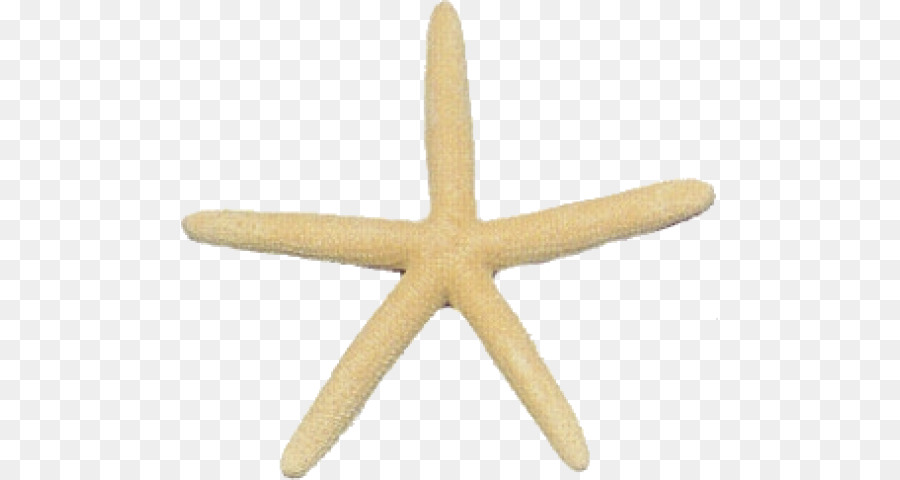 Estrella De Mar，Océano PNG