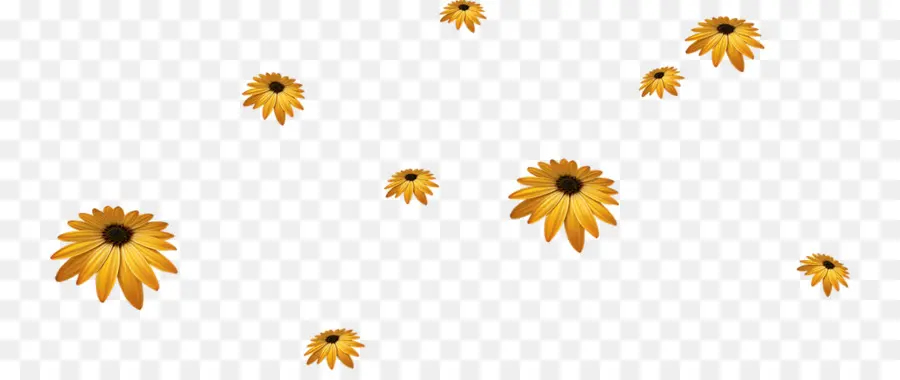 Flores，Amarillo PNG