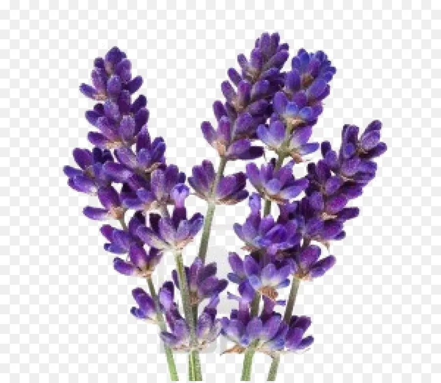 Flores De Lavanda，Púrpura PNG