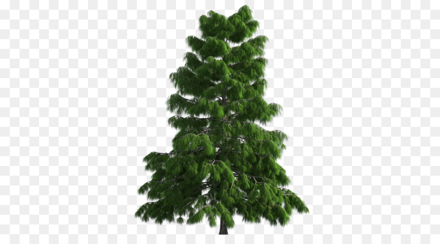 árbol，Nordmann Fir PNG