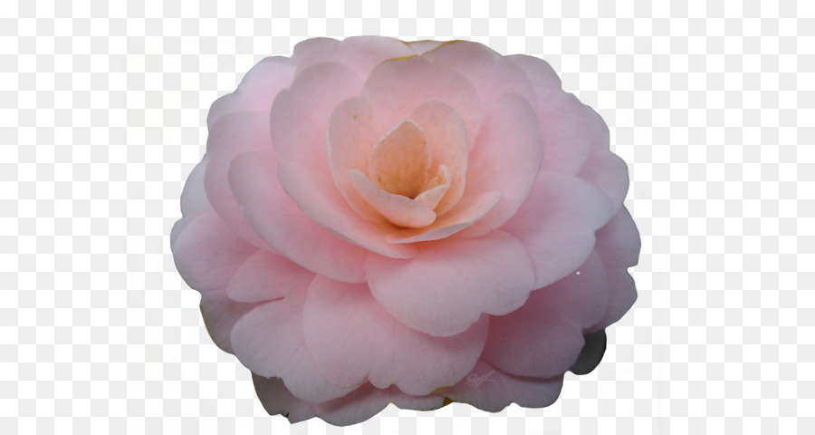Rosas Centifolia，Japonés De La Camelia PNG