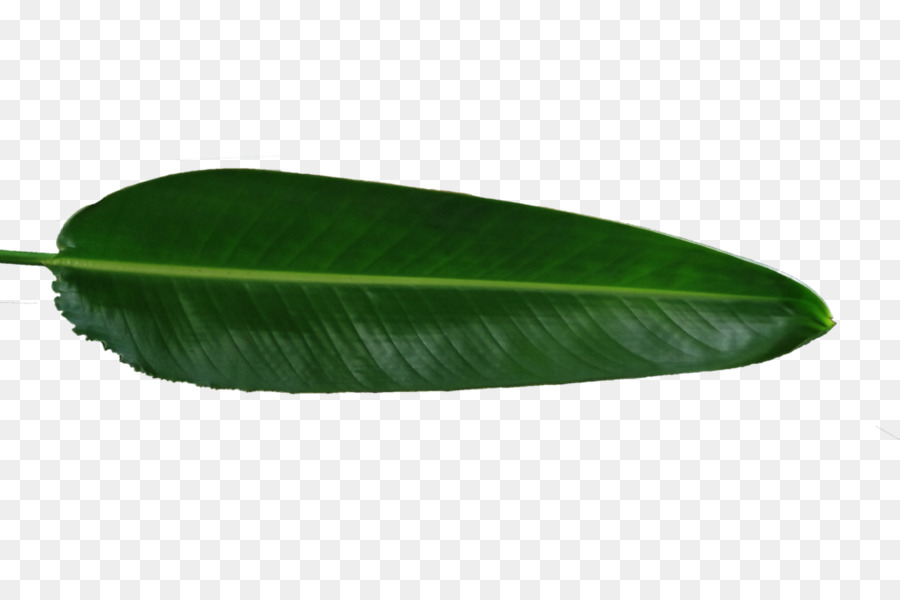 Hoja De Plátano，Banana PNG