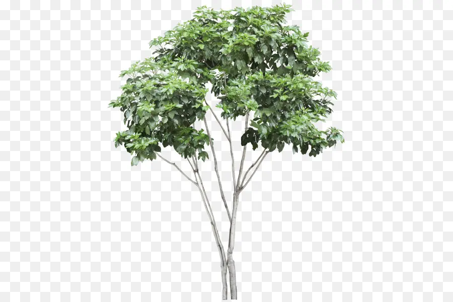 árbol，Planta PNG