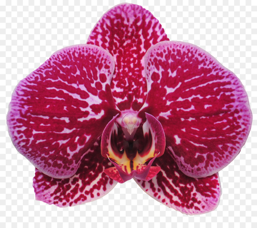 La Polilla De Las Orquídeas，Sinon Orquídeas PNG