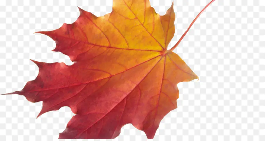 Hojas De Otoño，Caer PNG