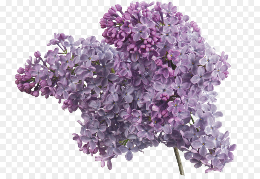 Flores Moradas，Lila PNG