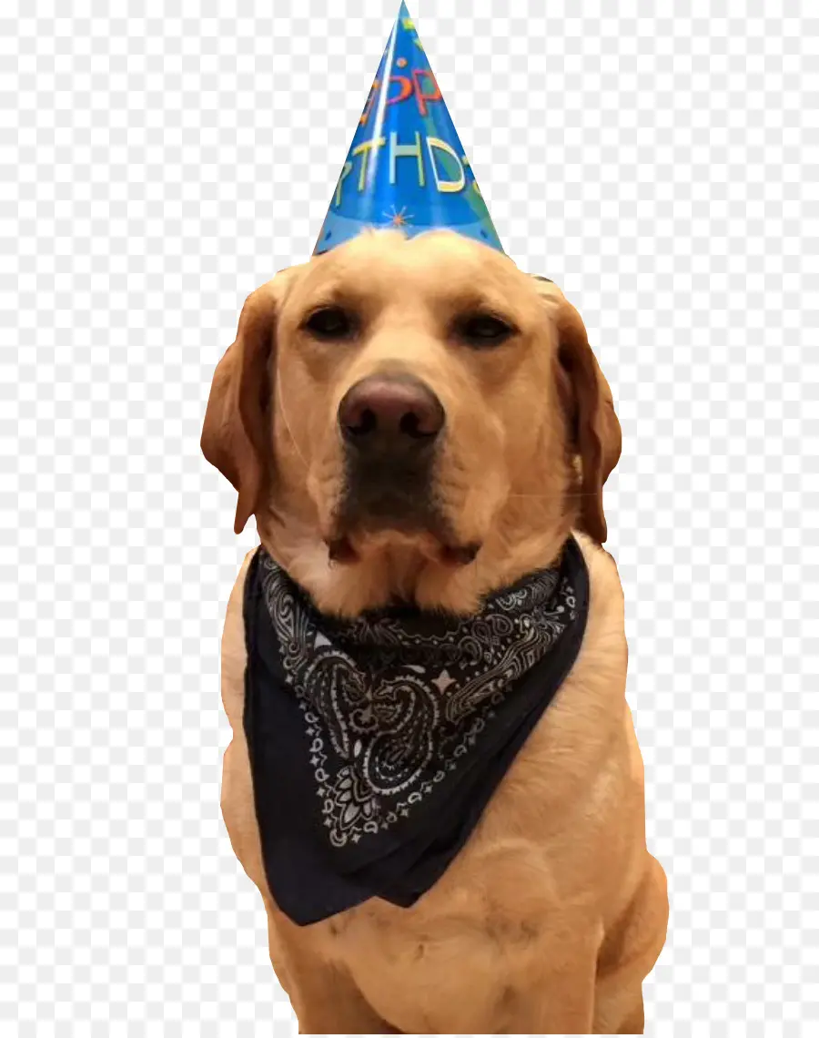 Perro，Sombrero De Cumpleaños PNG