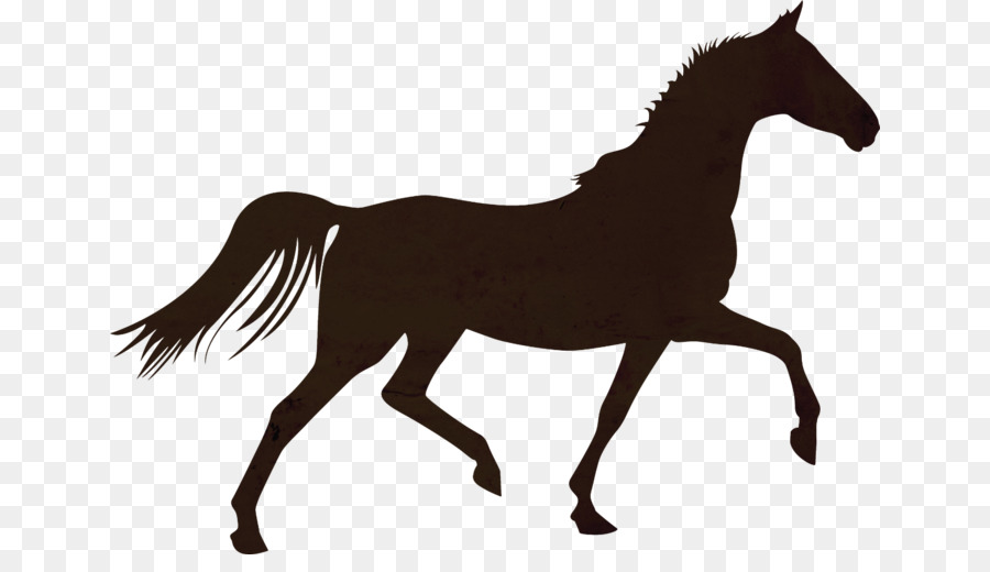 Caballo，Colt PNG