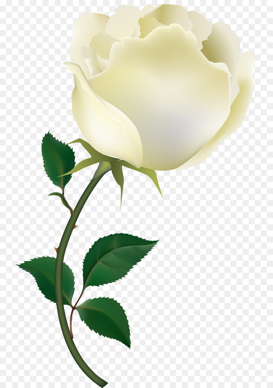 Rosa，Fondo De Escritorio PNG