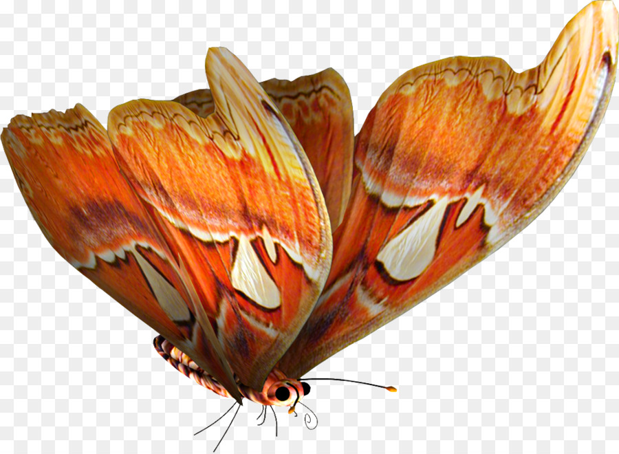 Mariposa Naranja，Alas PNG