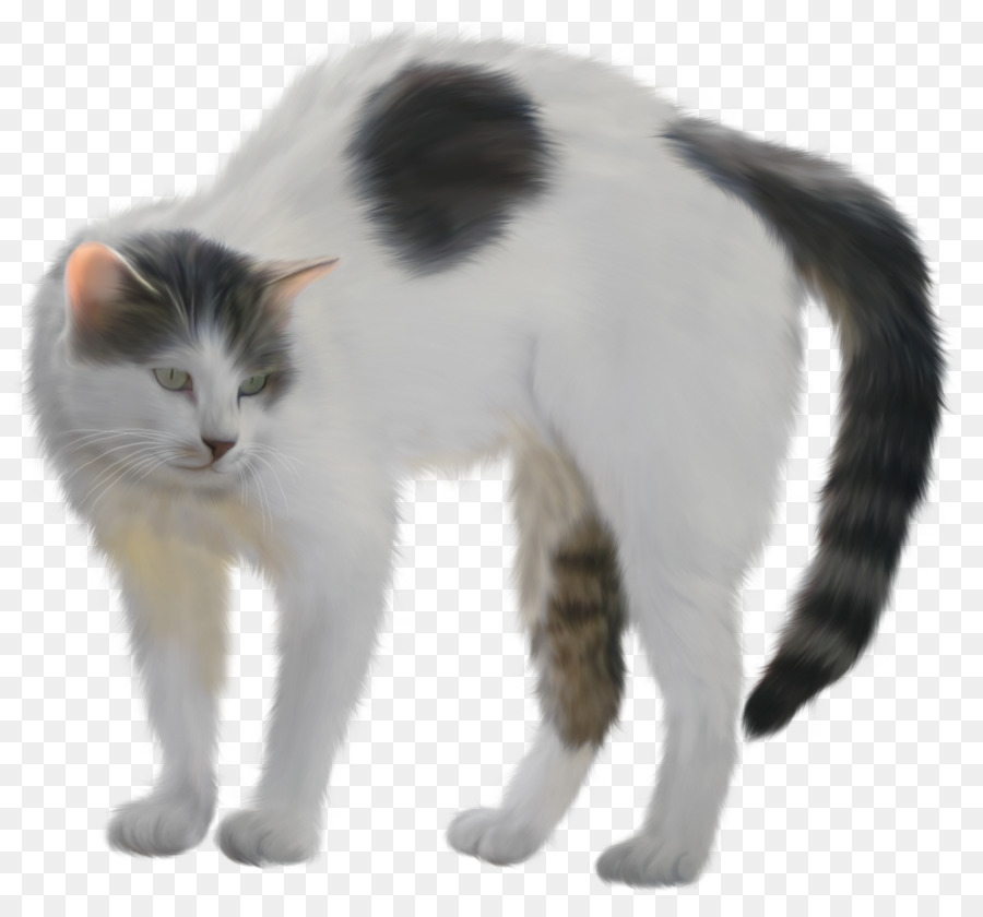 Gatito，Van Gato PNG