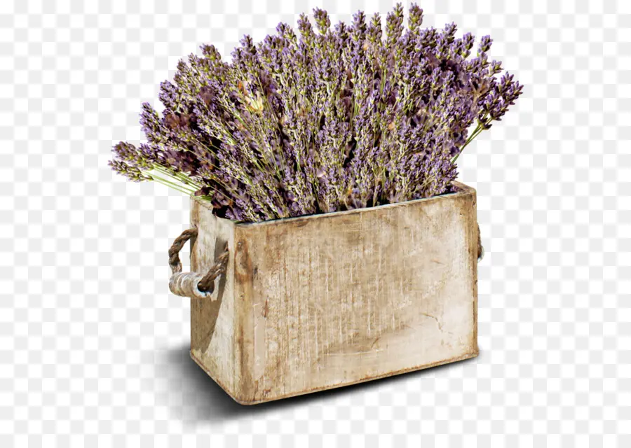 Lavanda，Púrpura PNG