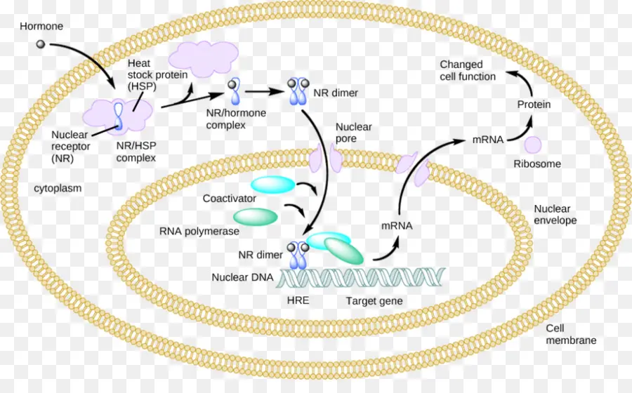 Receptor Nuclear，Receptor PNG