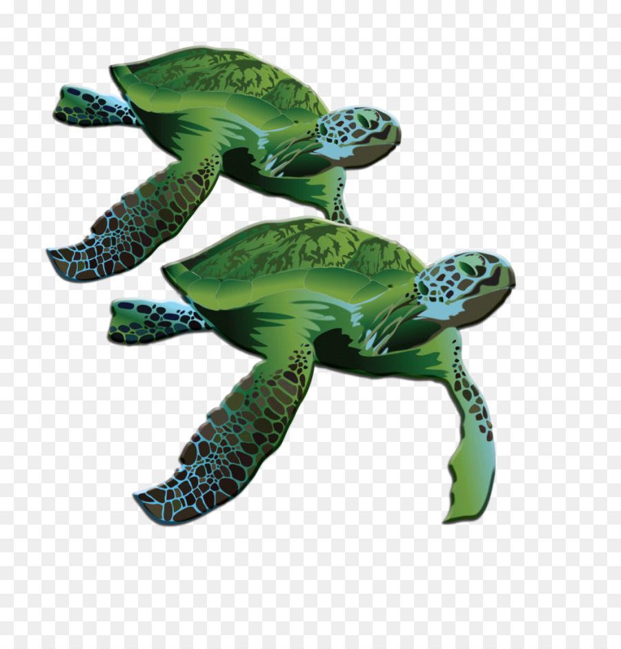 Tortuga Boba，Tortuga PNG