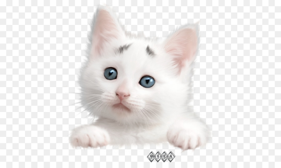 Gatito Blanco，Lindo PNG