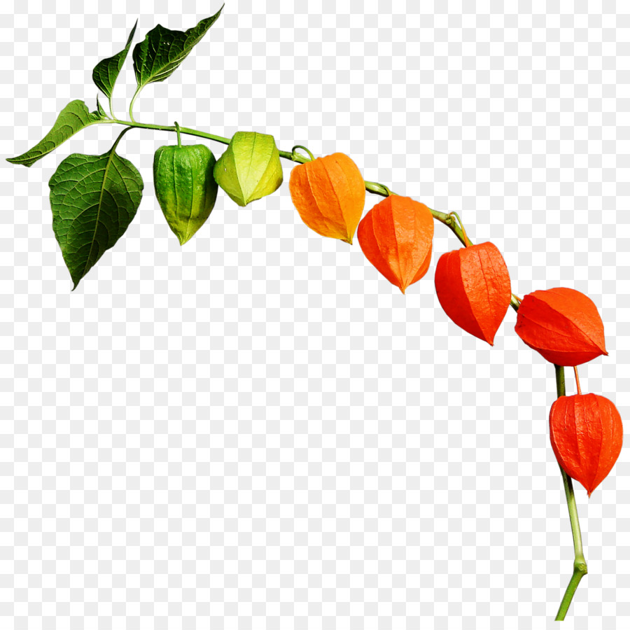 Planta De Linterna Colorida，Hojas PNG