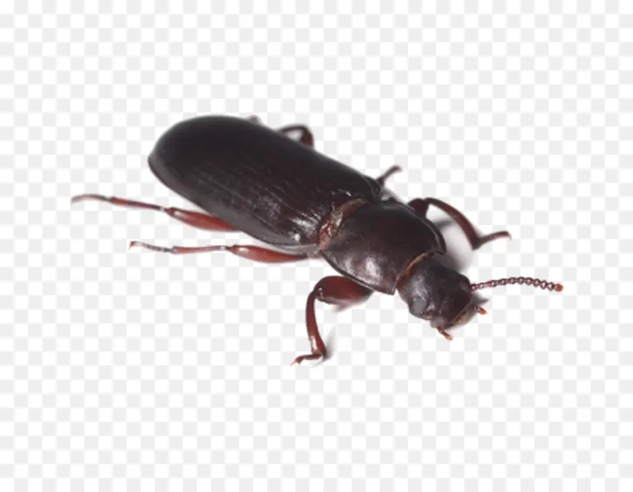 De Plagas，Escarabajo De La Harina PNG