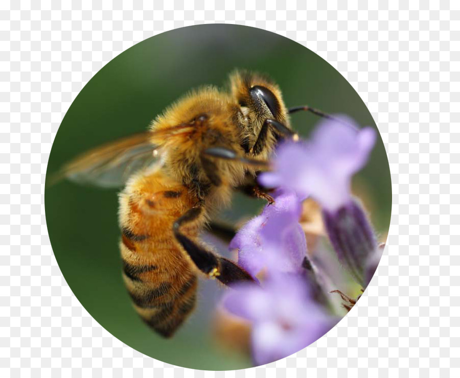 La Miel De Abeja，Abeja PNG