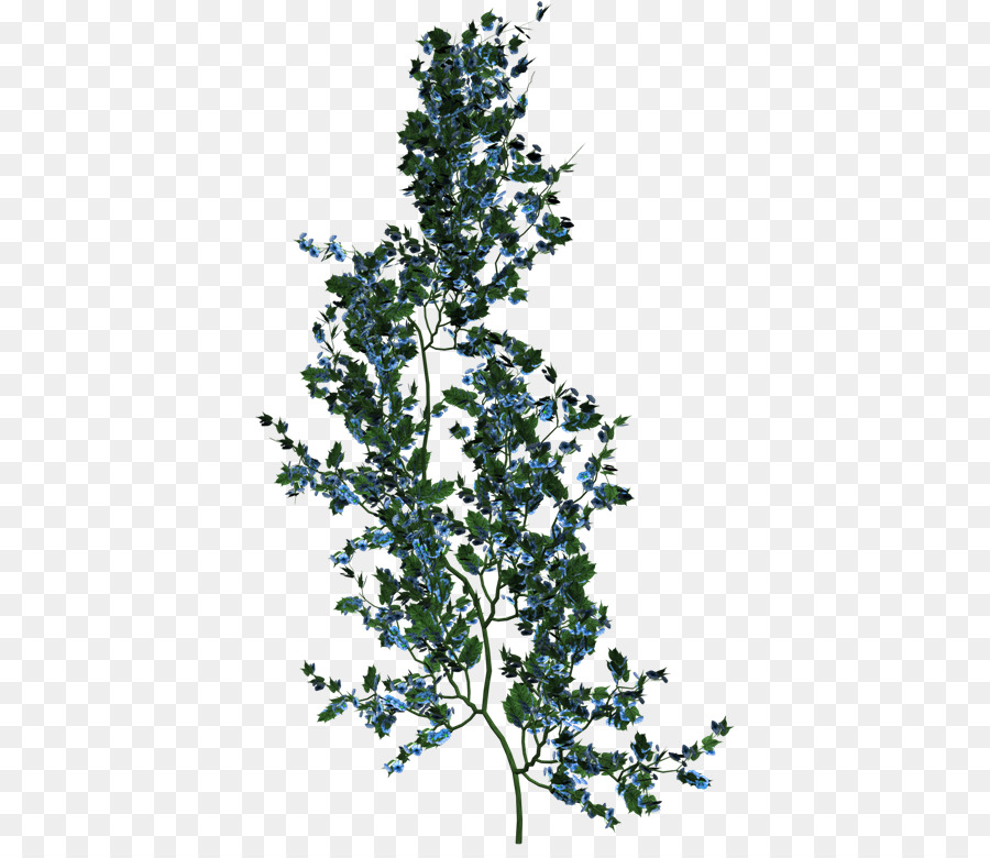 Planta，Hojas PNG