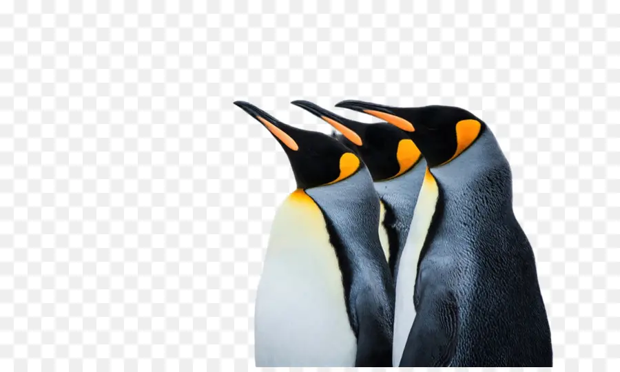 Pingüinos，Aves PNG