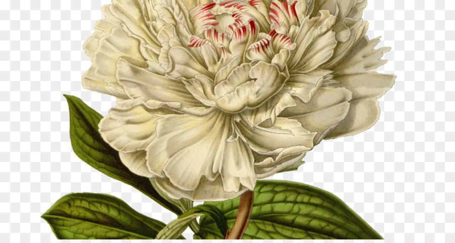 Flor，Blanco PNG