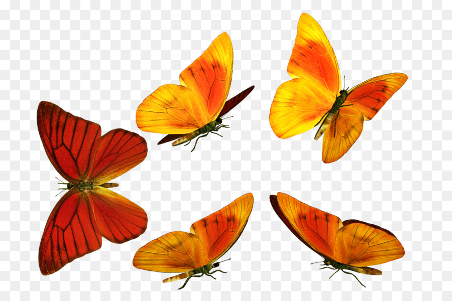 Mariposas Amarillas，Alas PNG