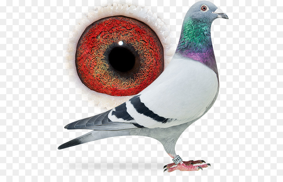 Columbidae，Homing Pigeon PNG