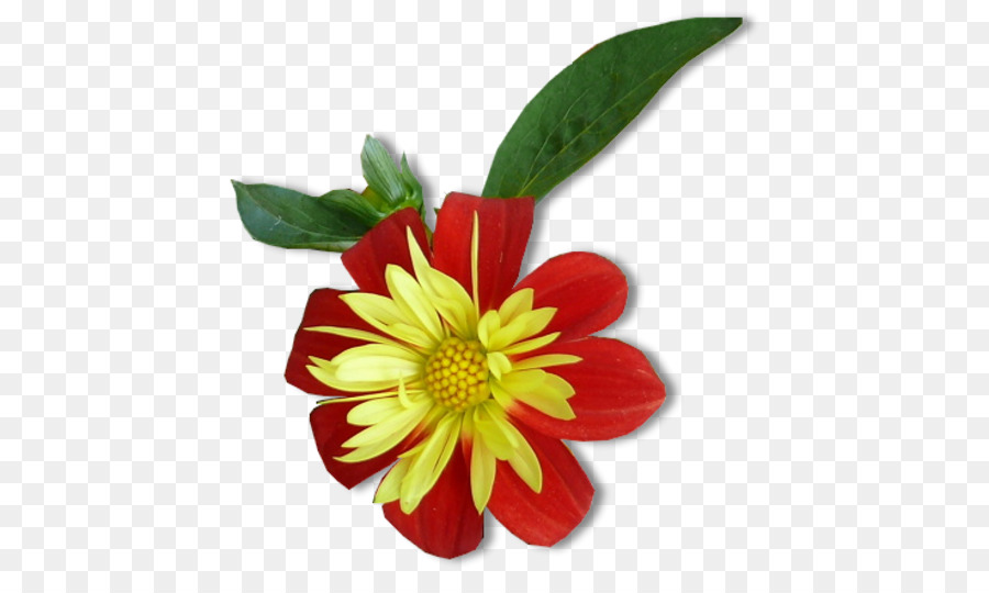 Flor，Color PNG