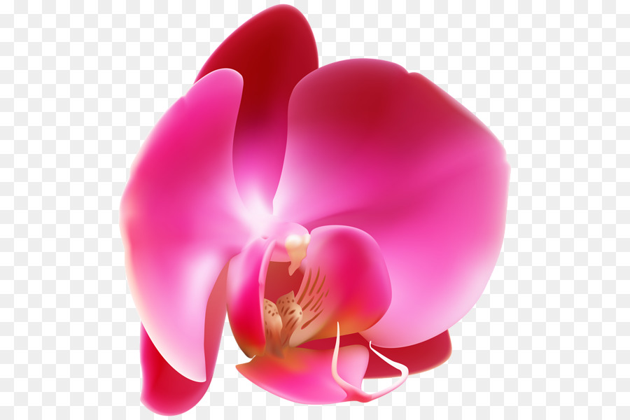 Flor，Dibujo PNG