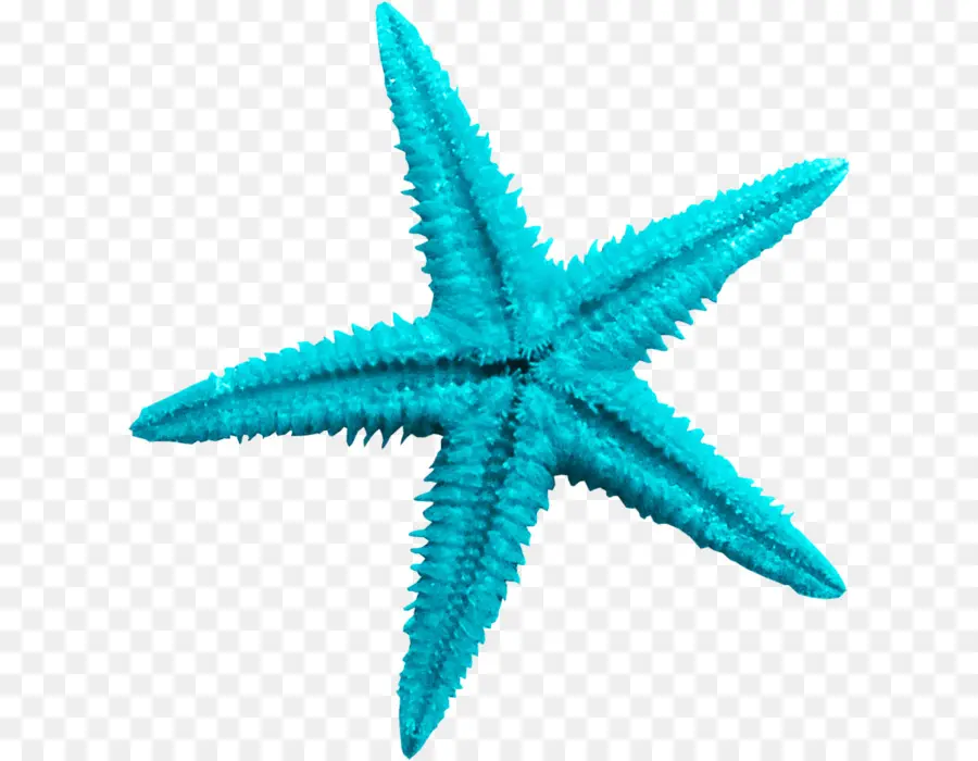 Estrella De Mar，Mar PNG