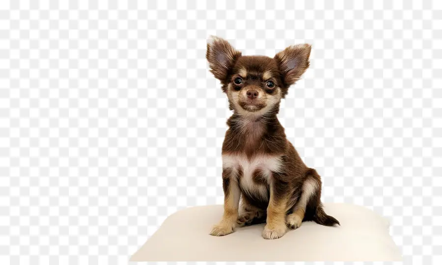 Chihuahua，Cachorro PNG