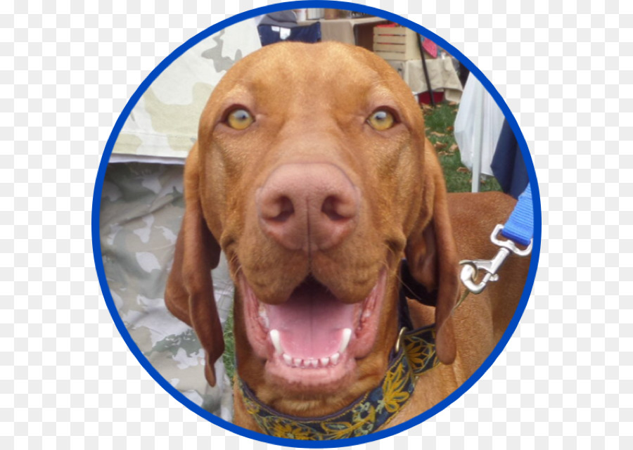 Vizsla，Ridgeback Ridgeback PNG