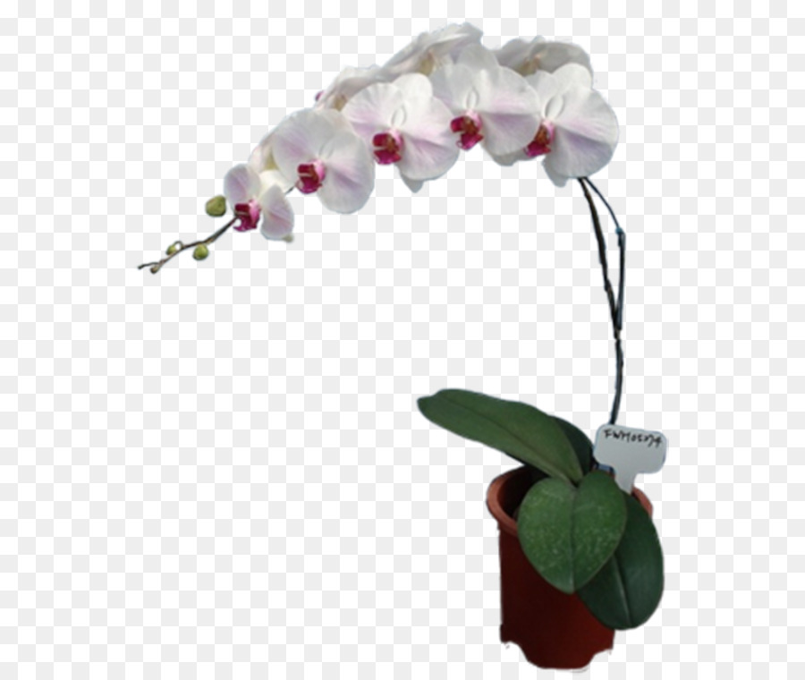 Orquídea Roja，Flor PNG