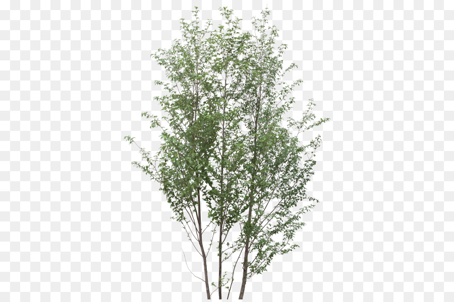 Árbol，Hojas PNG