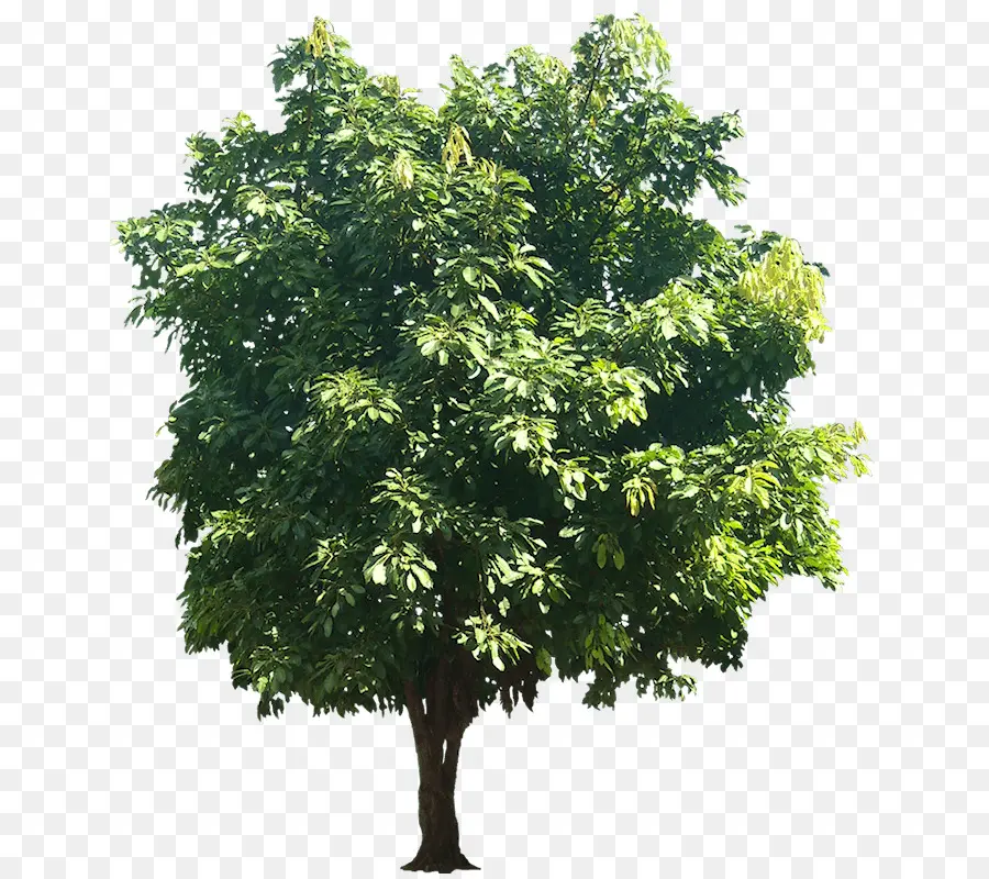 árbol，Ficus Religiosa PNG