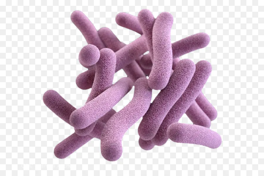 Las Bacterias，Las Bacterias Patógenas PNG