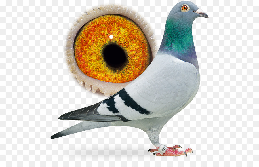 Homing Pigeon，Columbidae PNG