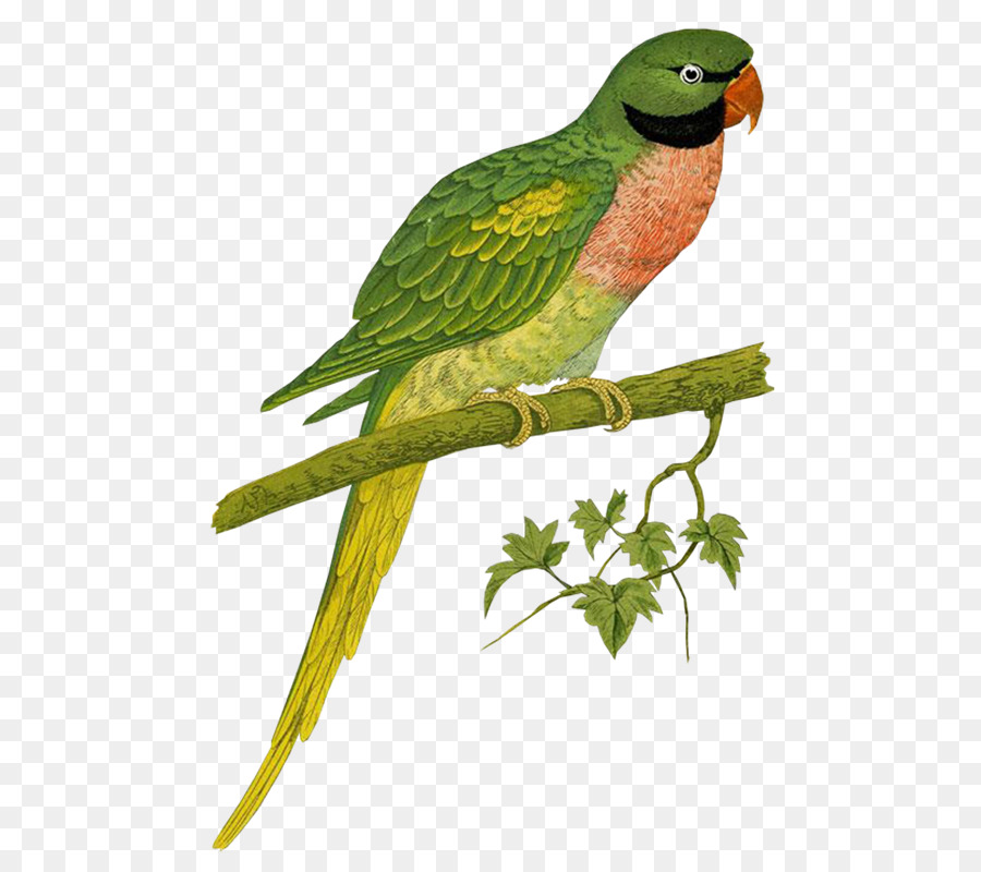 Budgericar，Pájaro PNG