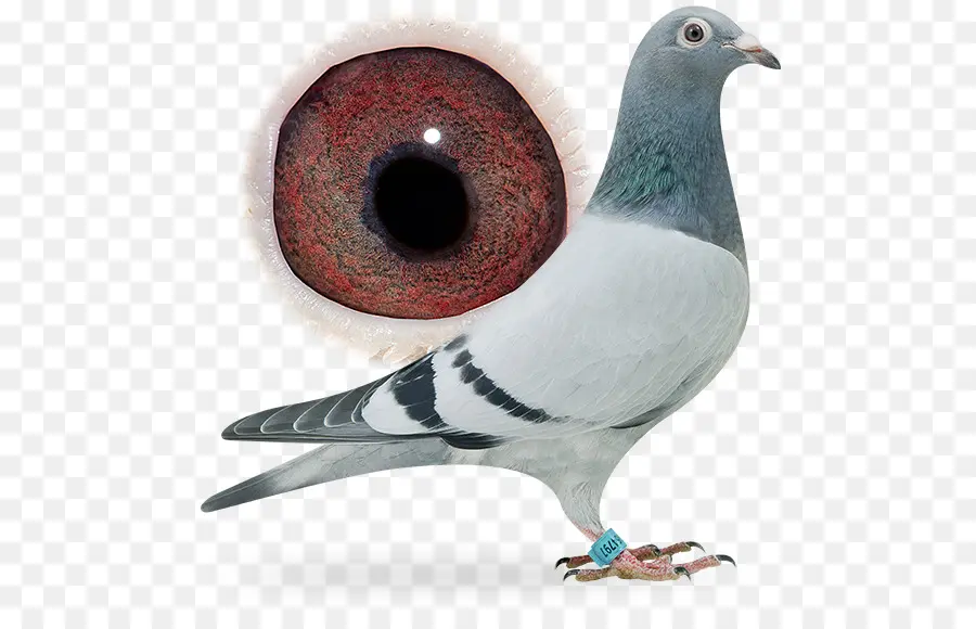 Homing Pigeon，Carreras De Homero PNG