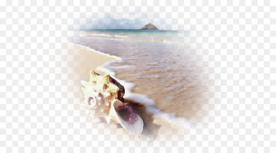 Mar，Molusco De Concha PNG