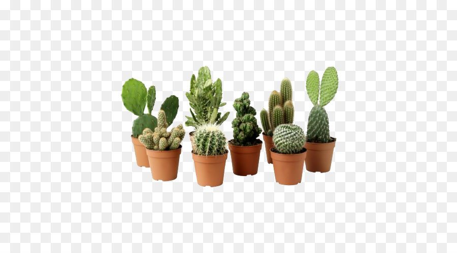 Planta De Interior，Cactaceae PNG