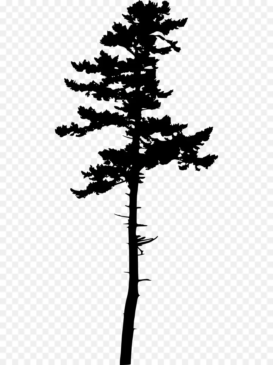 árbol Alto，Silueta PNG