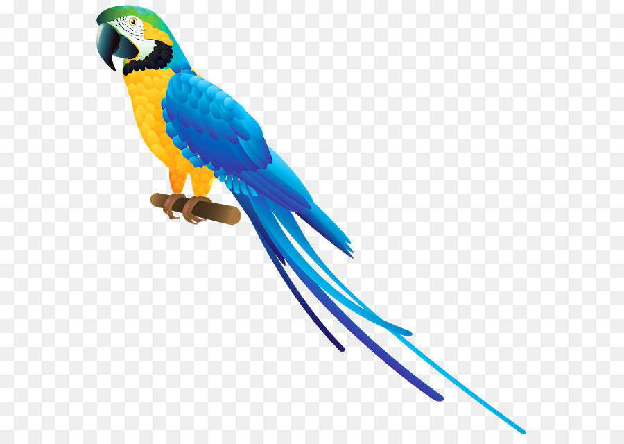 Pájaro，Guacamayo PNG