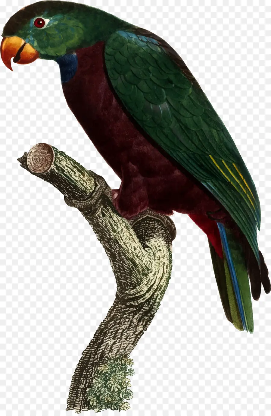 Loro Colorido，Rama PNG