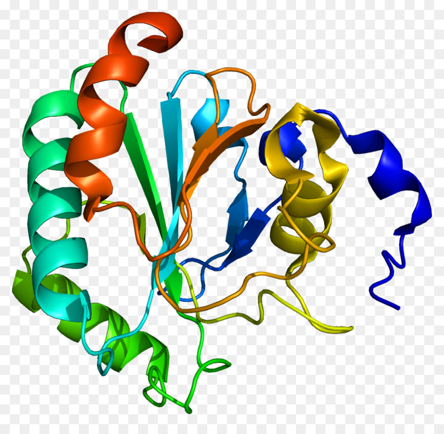 La Peroxidasa，La Glutatión Peroxidasa PNG