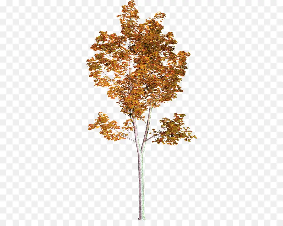 árbol Alto，Hojas Verdes PNG